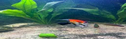 Angelfish fish for sale: Tropical fish  in Grays - Advert 1