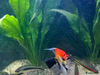 Angelfish fish Tropical fish - Advert 2