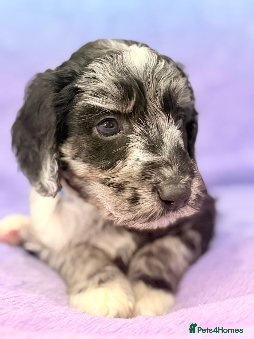 Mini Goldendoodle dogs for sale: Gorgeous Mini Goldendoodles By Therapy Asst Mom - Image 6