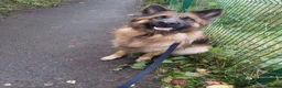 German Shepherd dogs for sale: KC registered Long Haired German shepherd puppies  - Advert 1