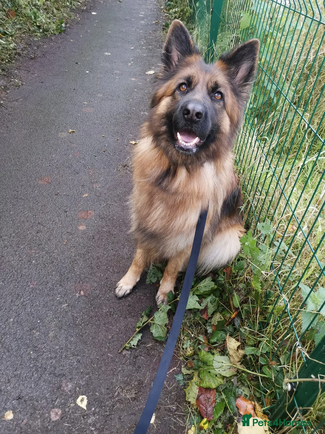 German Shepherd dogs for sale: KC registered Long Haired German shepherd puppies  - Advert 1