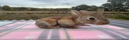 Rex rabbits for sale: 🐰✨ PEDIGREE MINI REX RABBITS – AVAILABLE SOON! 🐰 - Advert 4