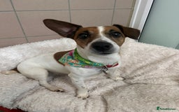 Jack Russell dogs for adoption: Delilah - Image 1