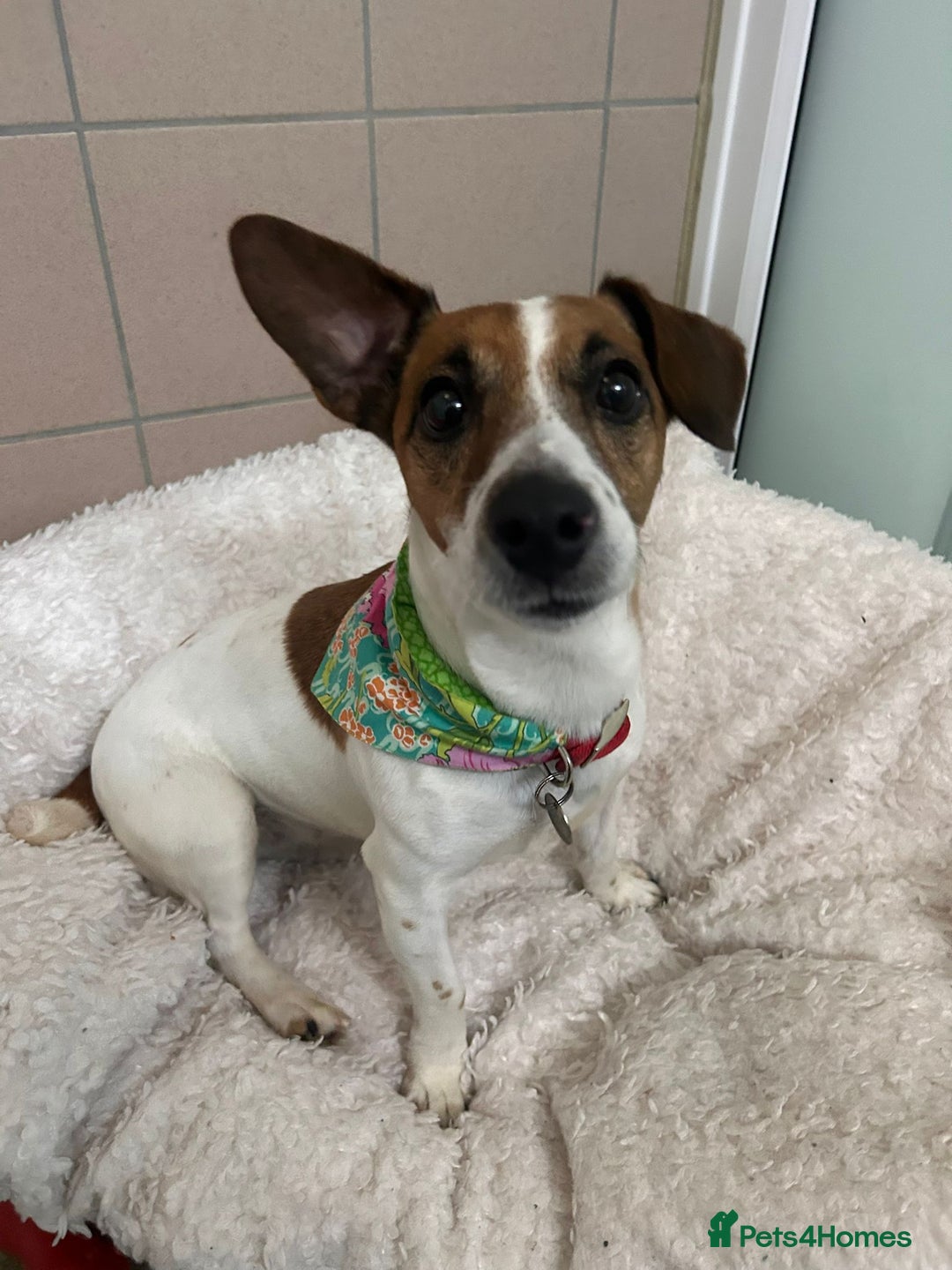 Jack Russell dogs for adoption: Delilah - Image 1