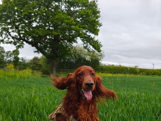 Irish Setter dogs in Walsall - Advert 3