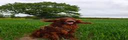 Irish Setter dogs for stud:  READY FOR STUD – PROVEN, HEALTHY, AND EXCEPTIONAL in Walsall - Advert 1
