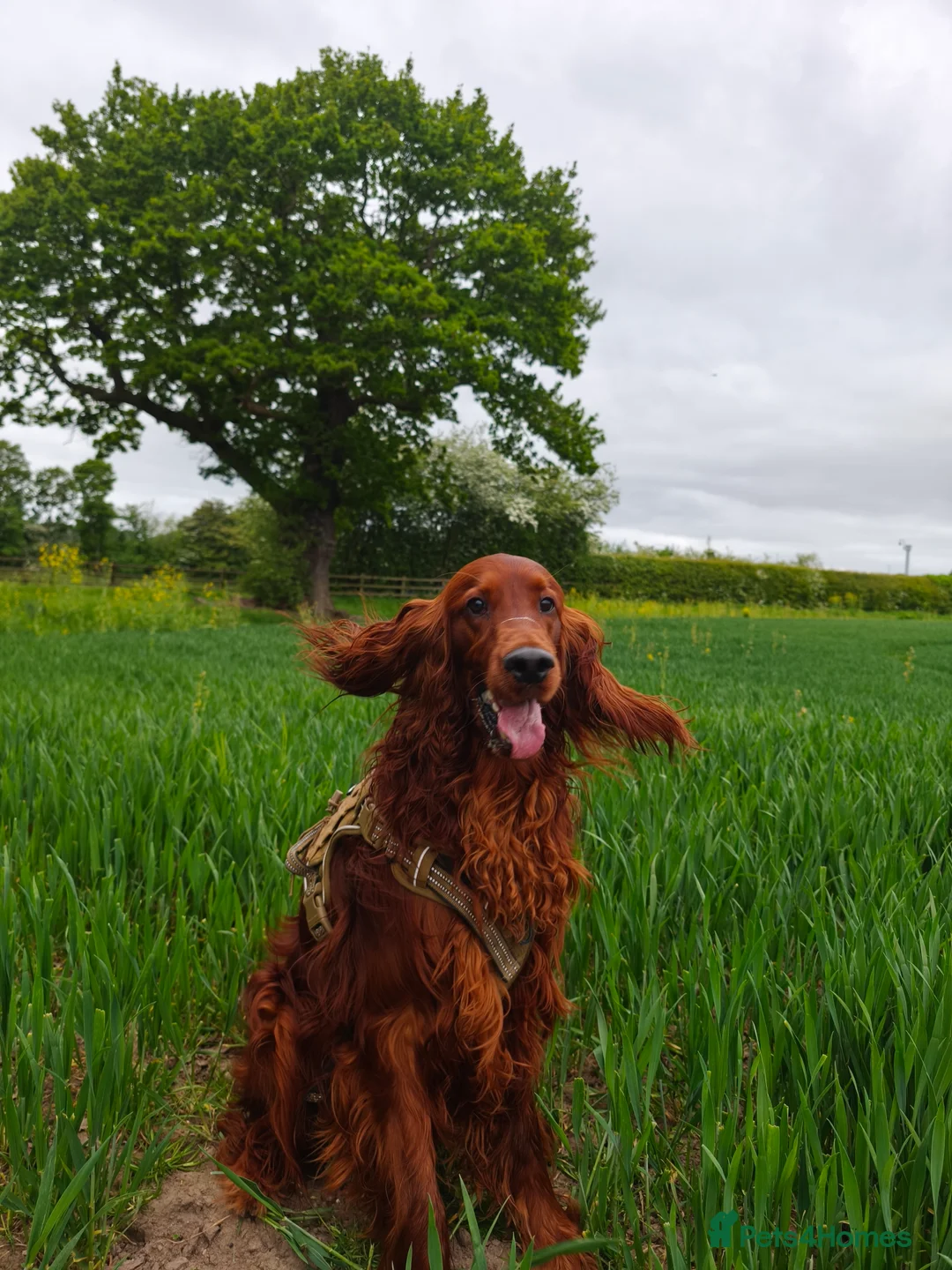 Irish Setter dogs for stud:  READY FOR STUD – PROVEN, HEALTHY, AND EXCEPTIONAL in Walsall - Advert 1