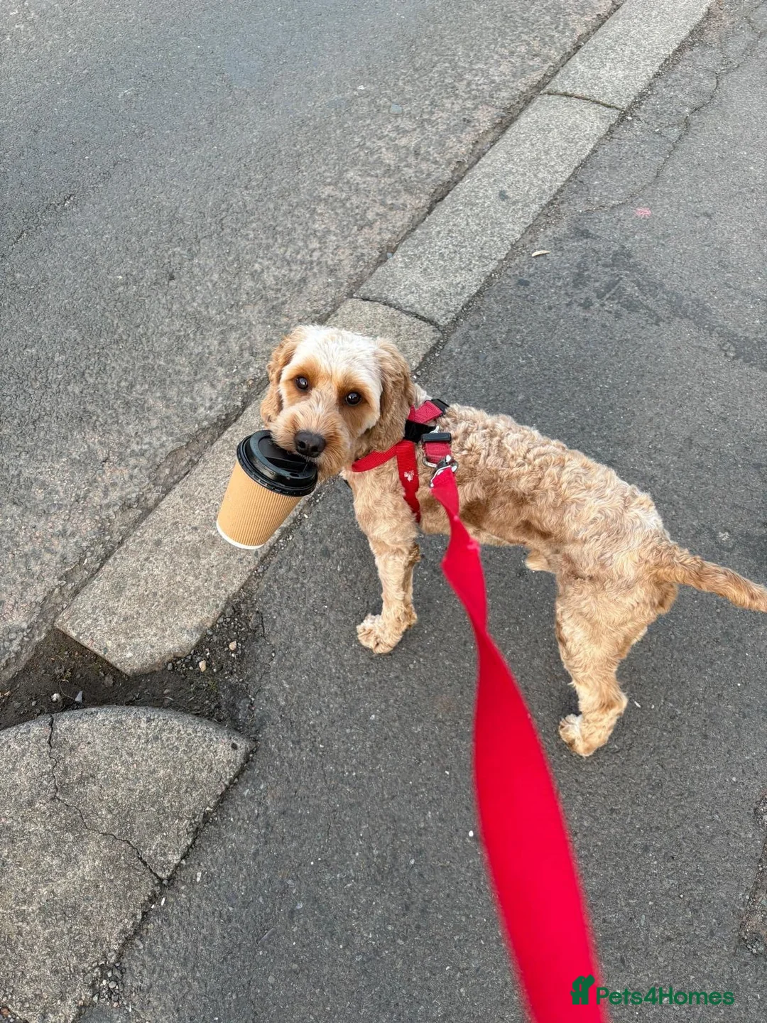 Cockapoo dogs for sale: F1 cockapoo  in Leamington Spa - Advert 1