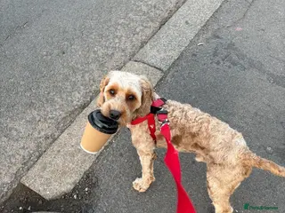 Cockapoo dogs F1 cockapoo - Advert 1