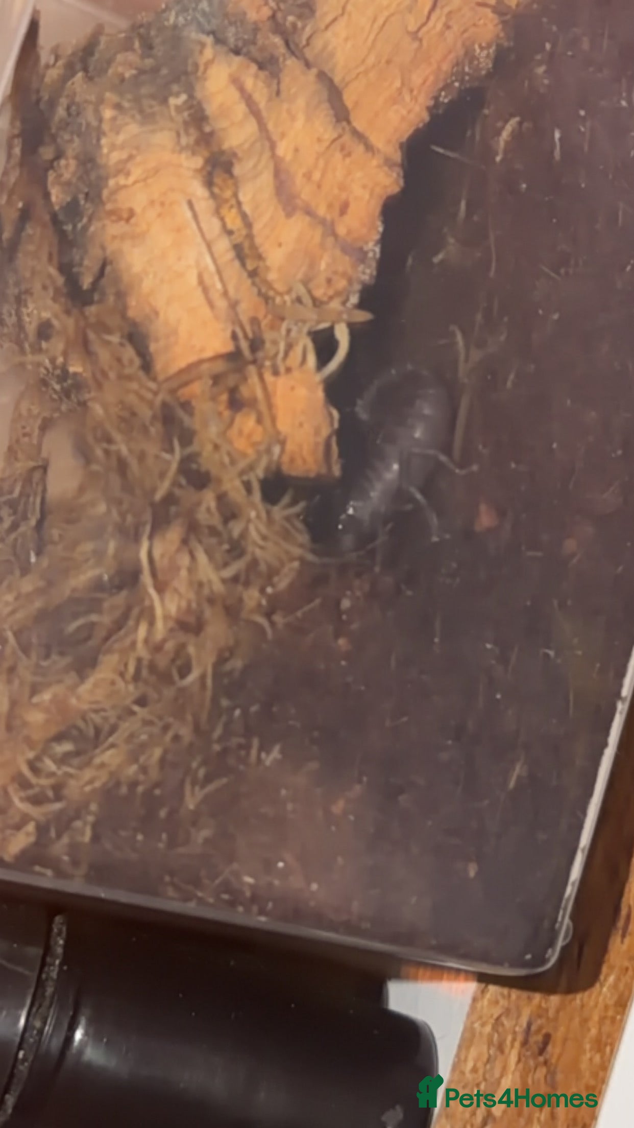 Mixed Breed dogs Nice dogs - Advert 3