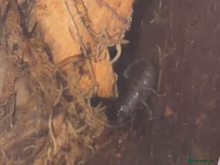 Mixed Breed dogs Nice dogs - Advert 3