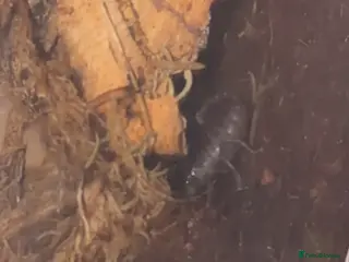 Mixed Breed dogs Nice dogs - Advert 14