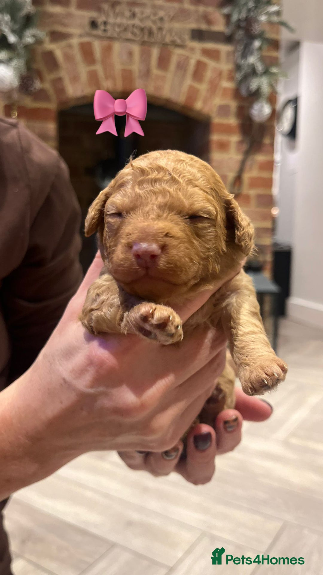 Cockapoo dogs for sale: F1b Toy Cockapoo Merle, Apricot, cream and Black  - Advert 5