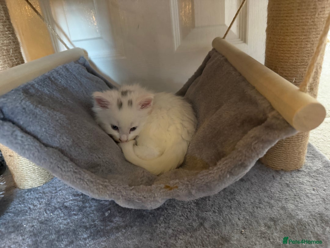 Maine Coon cats for sale: Maine Coon kittens some polydactyl.  - Advert 18