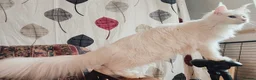 Maine Coon cats for sale: White odd eyes maine coon girl - Advert 7