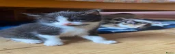 Mixed Breed cats for sale: Lovely part ragdoll kittens in Chichester - Advert 7