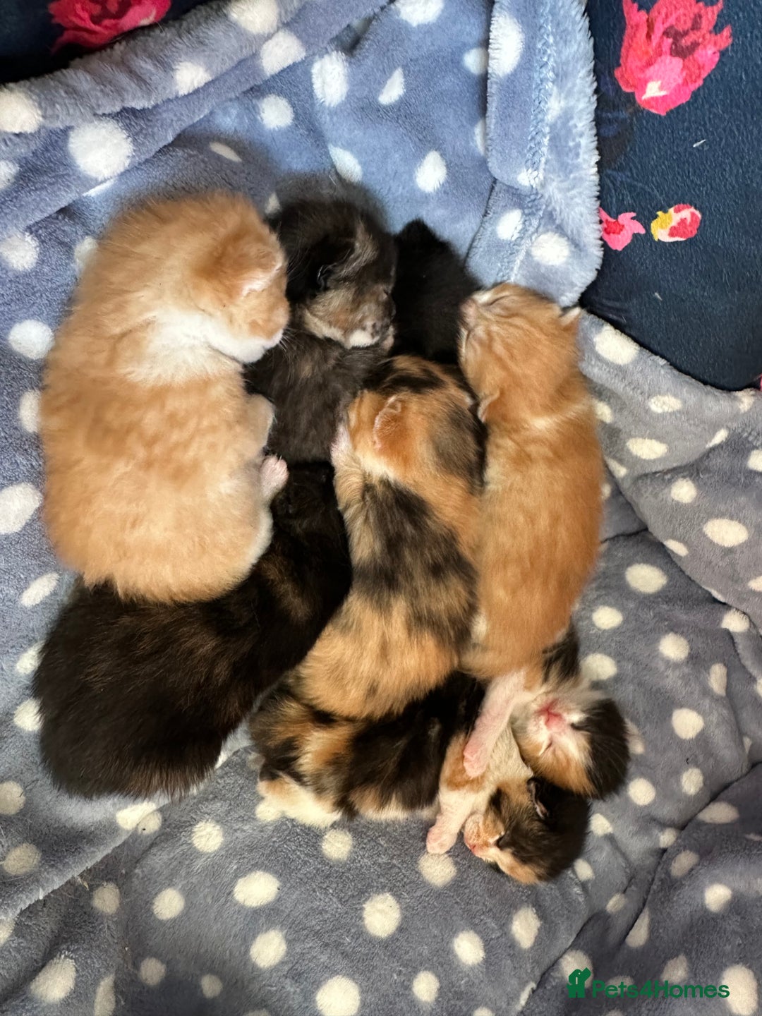 Domestic Shorthair cats for sale: 8 Beautiful kittens with stunning markings  - Image 3