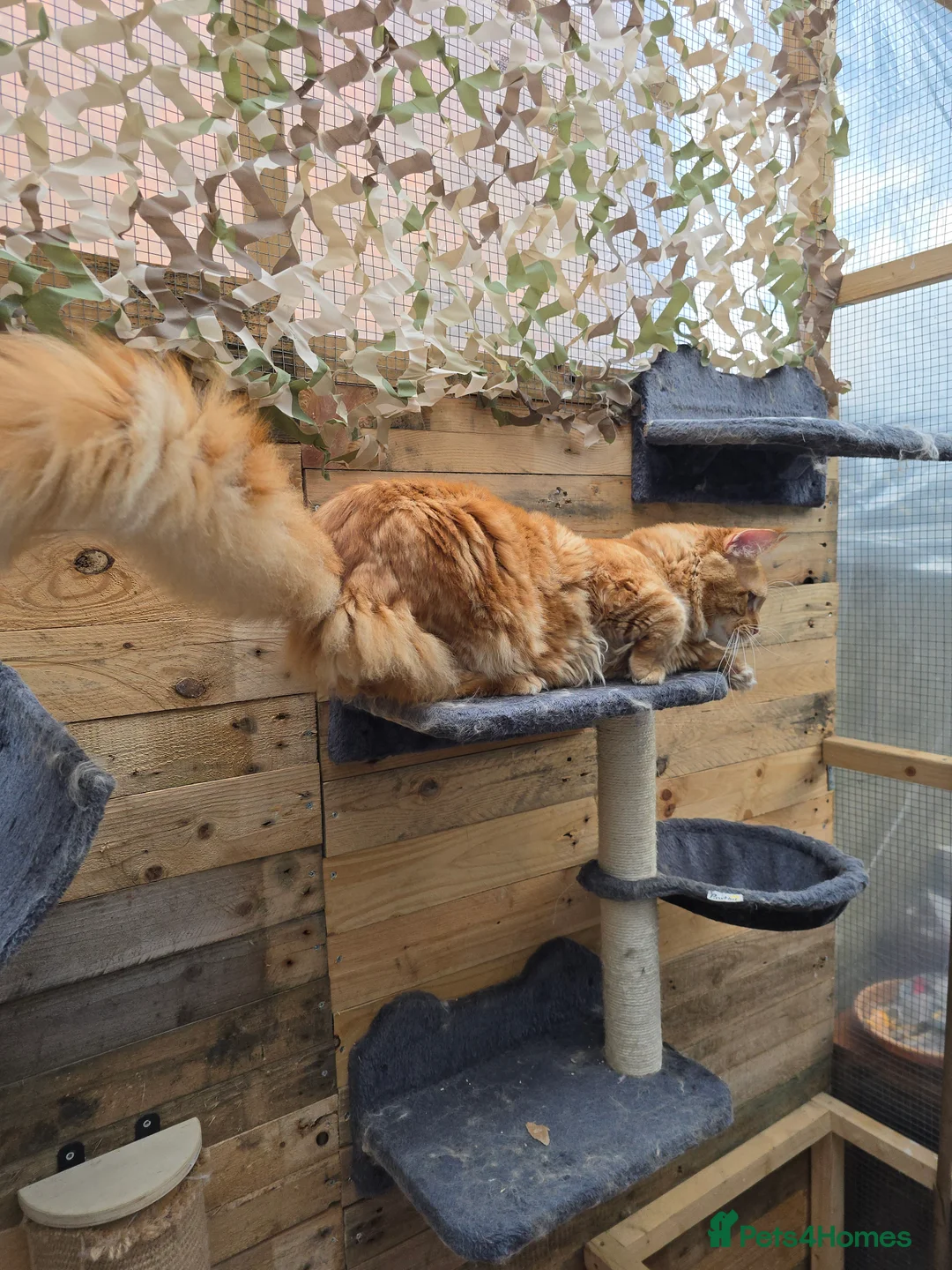 Maine Coon cats for stud: Maine Coon Large Red Tabby over 10kg in Hull - Advert 27