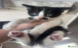 Mixed Breed cats for sale: 4 beautiful kittens left available soon! - Image 2