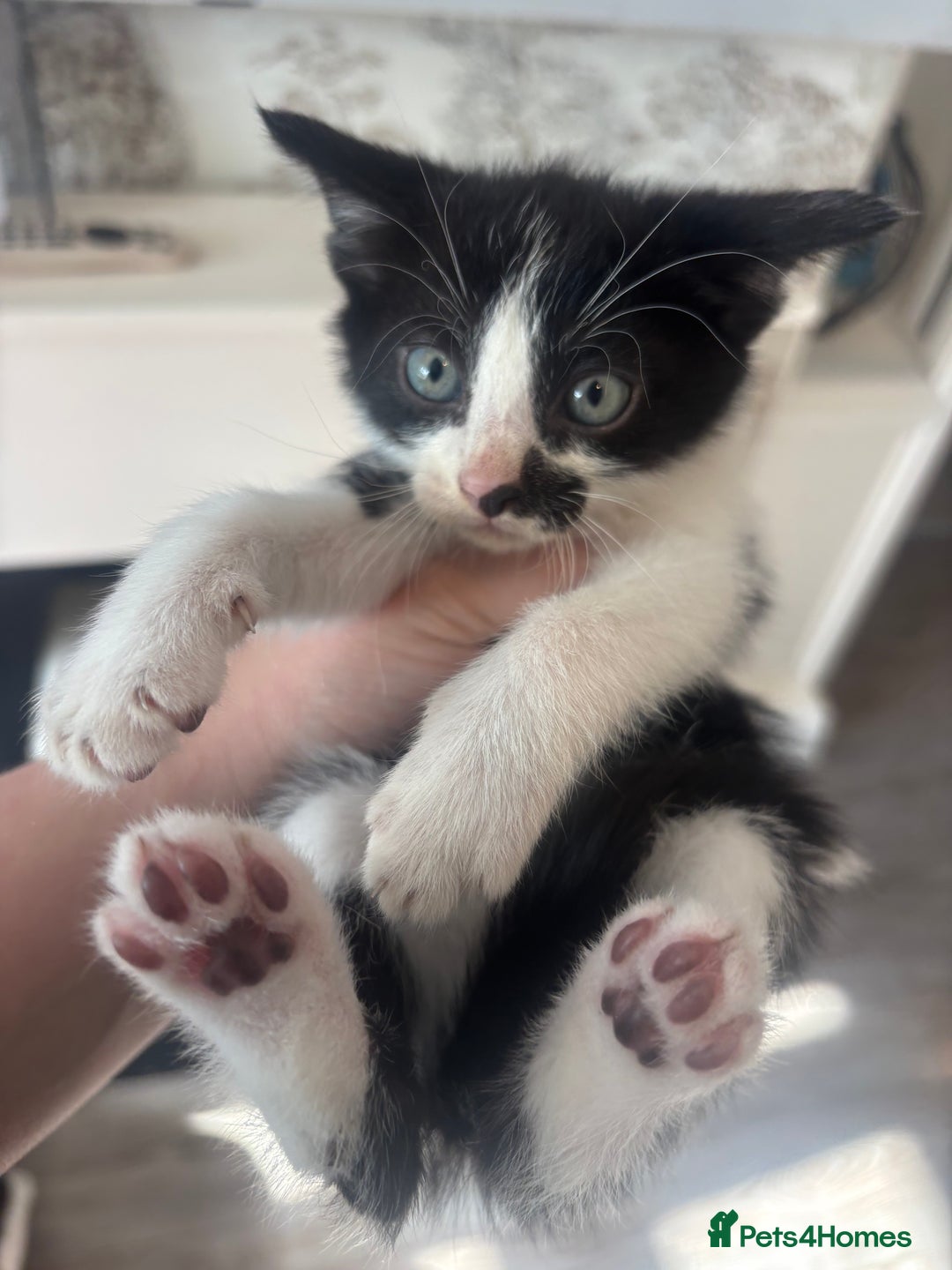 Mixed Breed cats for sale: 4 beautiful kittens left available soon! - Image 2