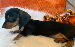 Miniature Dachshund dogs for sale: Minature daschund black and tan female available - Image 12