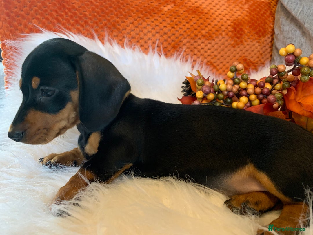 Miniature Dachshund dogs for sale: Minature daschund black and tan female available - Image 12