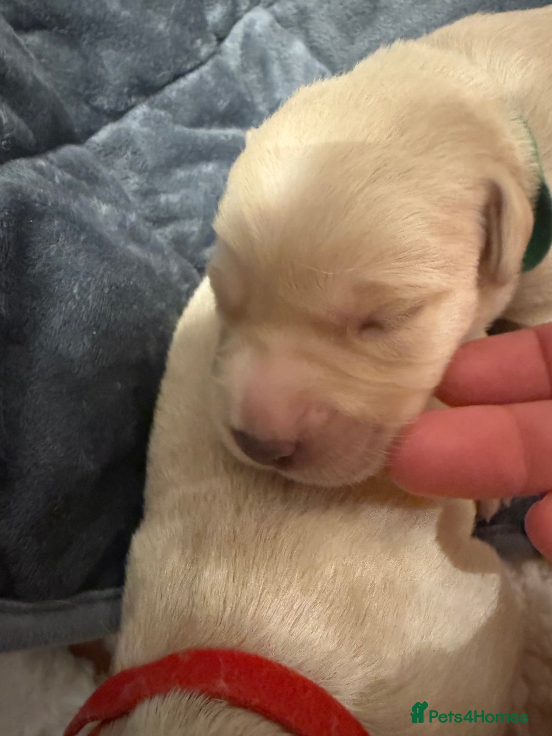 Labrador Retriever dogs for sale: Golden/Red Labrador Puppies - Due Dec 2025 - Advert 5