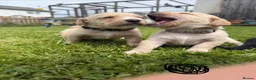 Cockerdor dogs for sale: 10 beautiful LabXcocker pups in Shrewsbury - Advert 15