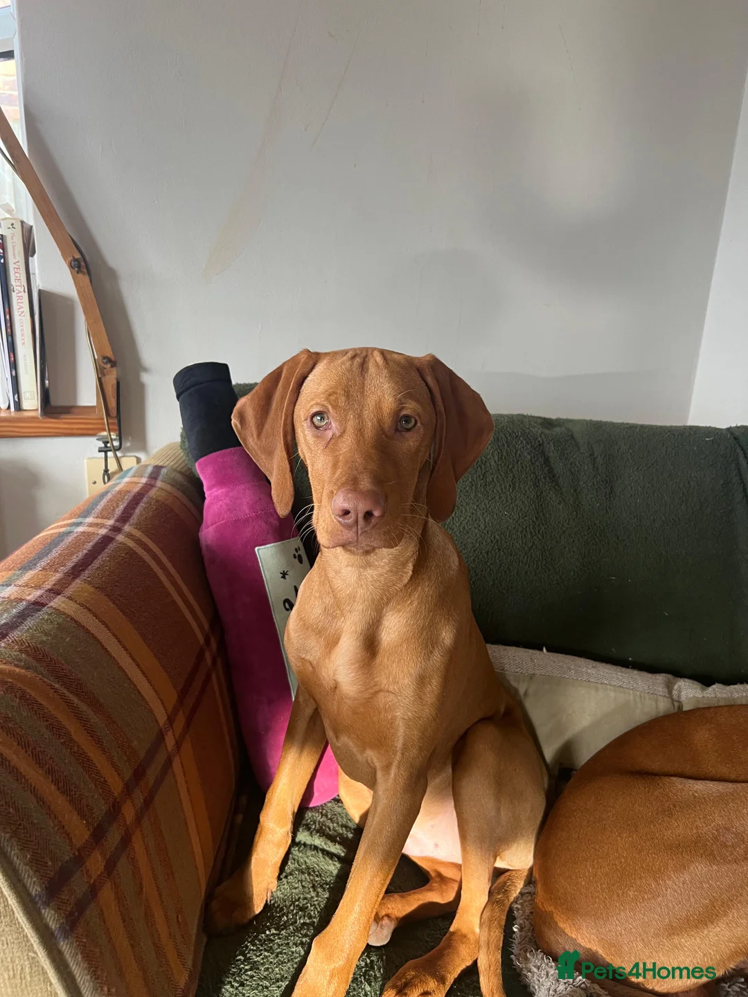 Hungarian Vizsla dogs for sale: Hungarian viszla  - Advert 3