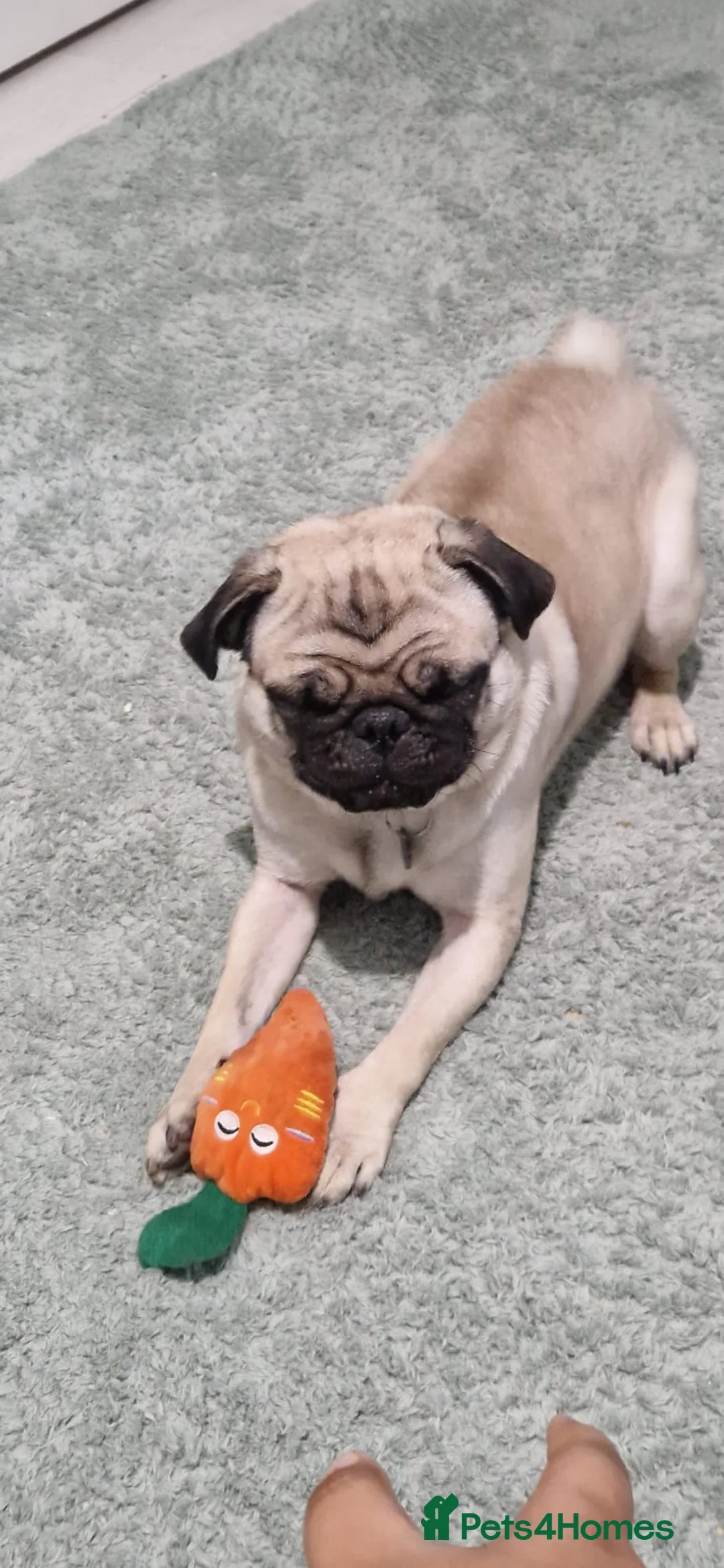 Pug dogs for sale: Happy beautiful pug - Advert 2