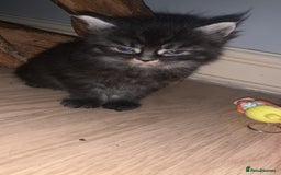 Maine Coon cats for sale: Maine coon kittens  - Advert 4