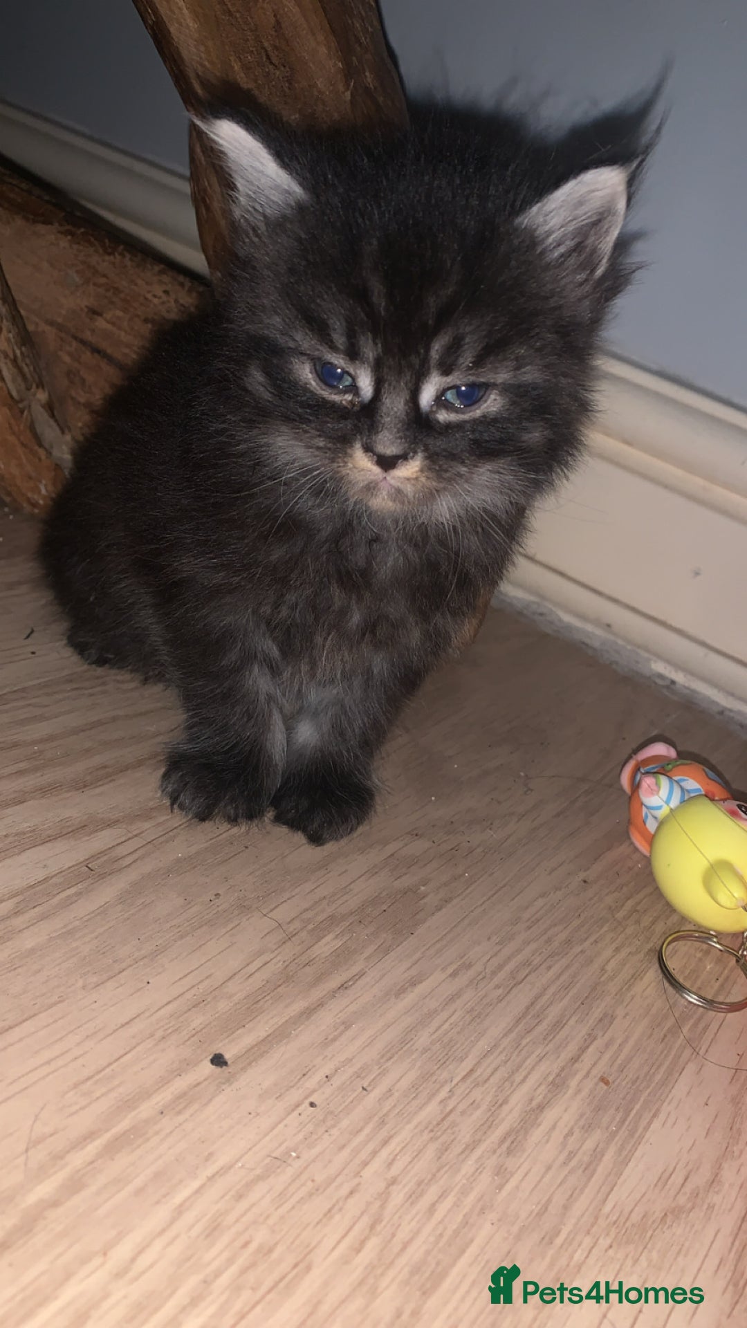 Maine Coon cats for sale: Maine coon kittens  - Advert 4