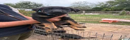 Mixed Breed dogs for sale: Adorable Rottweiler cross German shepherd puppies - Advert 8