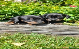 Miniature Dachshund dogs for sale: Smooth haired minature dacshund  - Image 16