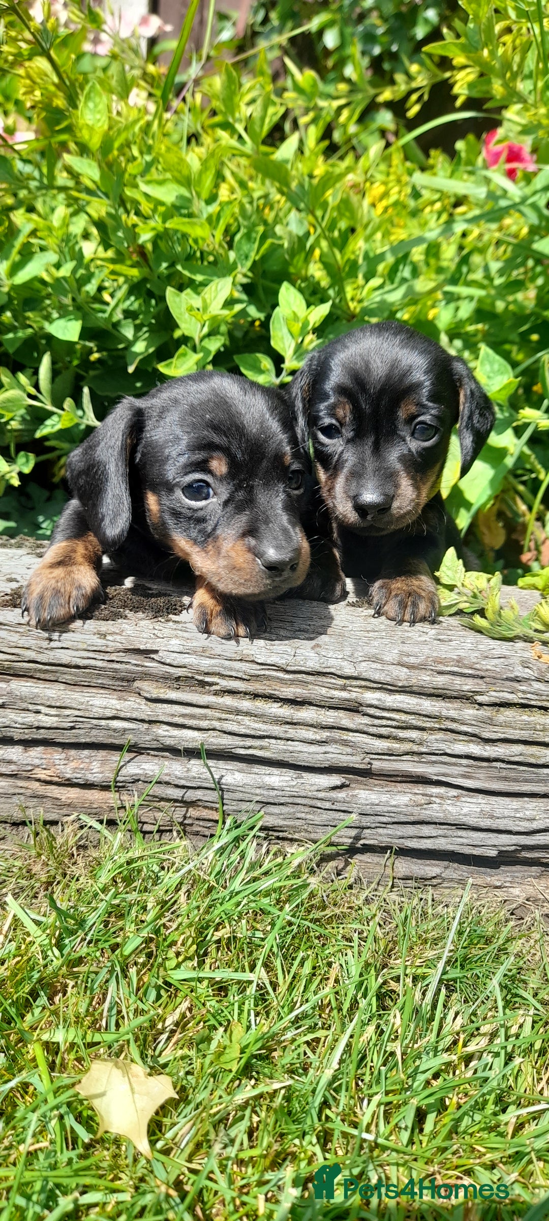 Miniature Dachshund dogs for sale: Smooth haired minature dacshund  - Image 16