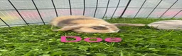 Mini Lop rabbits for sale: Mini lop rabbits looking for new home  - Advert 2