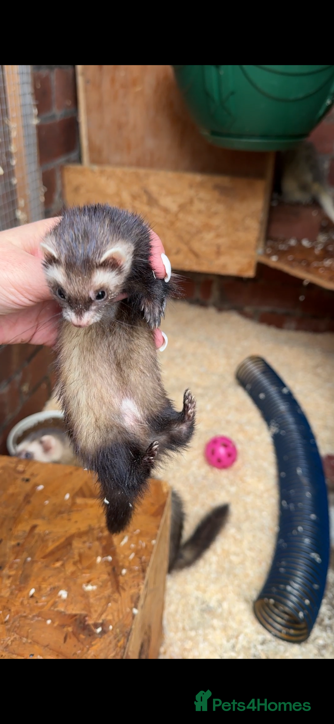 Ferret rodents for sale: Micro Jill Ferrets For Sale - Image 2