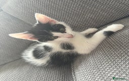 Mixed Breed cats for sale: READY NOW- 2 F Left. Beautiful Natures in Northampton - Image 7