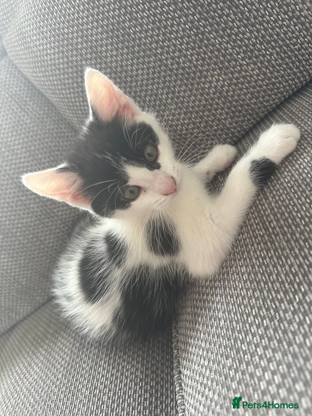 Mixed Breed cats for sale: READY NOW- 2 F Left. Beautiful Natures in Northampton - Image 7