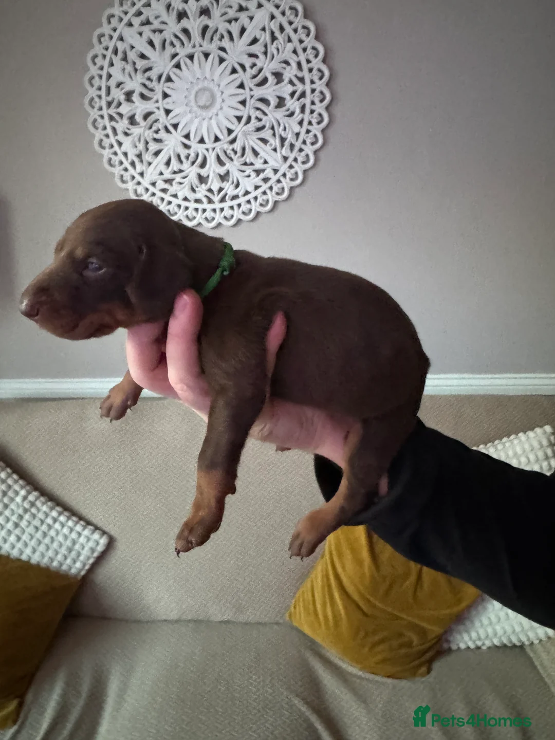 Dobermann dogs for sale: Beautiful Doberman puppies  - Advert 25