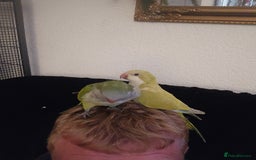 Cockatiels birds for sale: 2 quakers 250 each or pair for 400 - Image 2