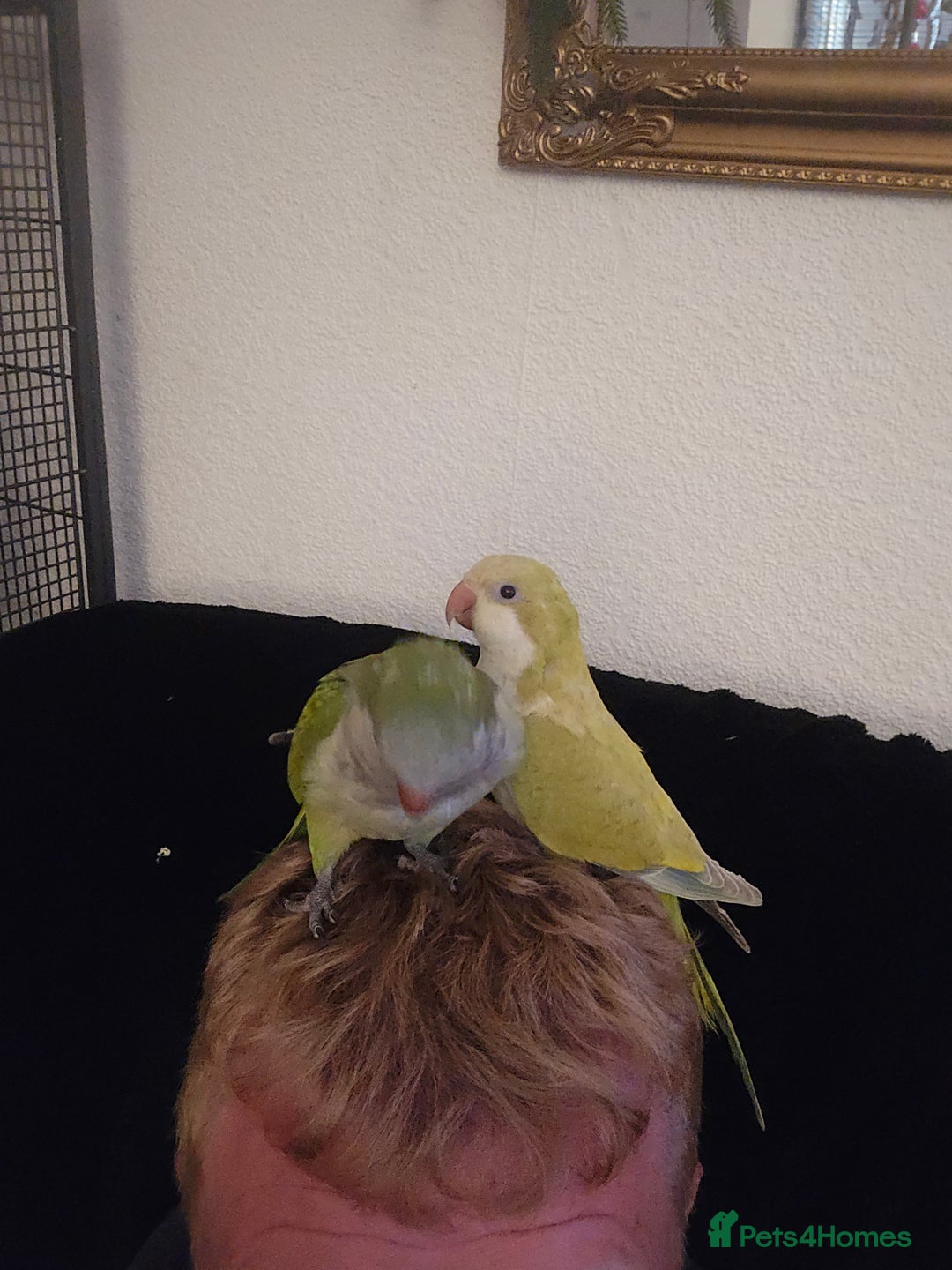 Cockatiels birds for sale: 2 quakers 250 each or pair for 400 - Image 2