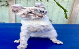 Bengal cats for sale: Stunning rare female  - Image 27