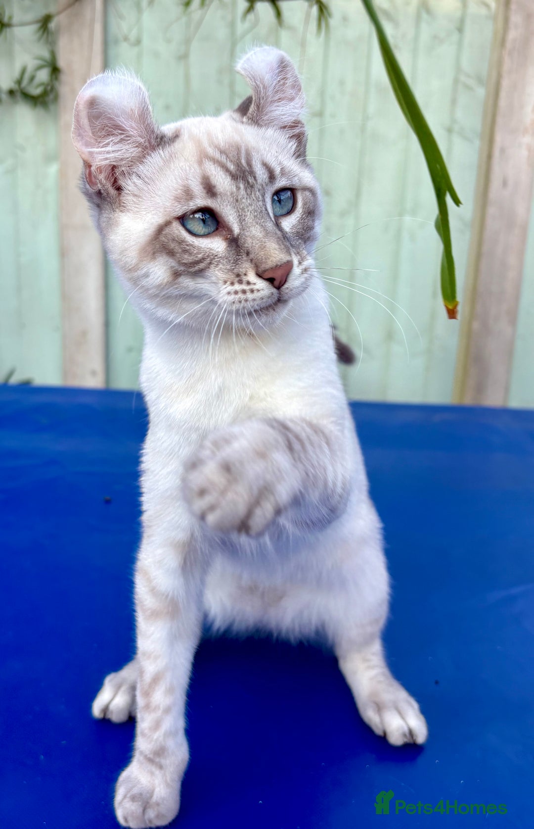 Bengal cats for sale: Stunning rare female  - Image 27