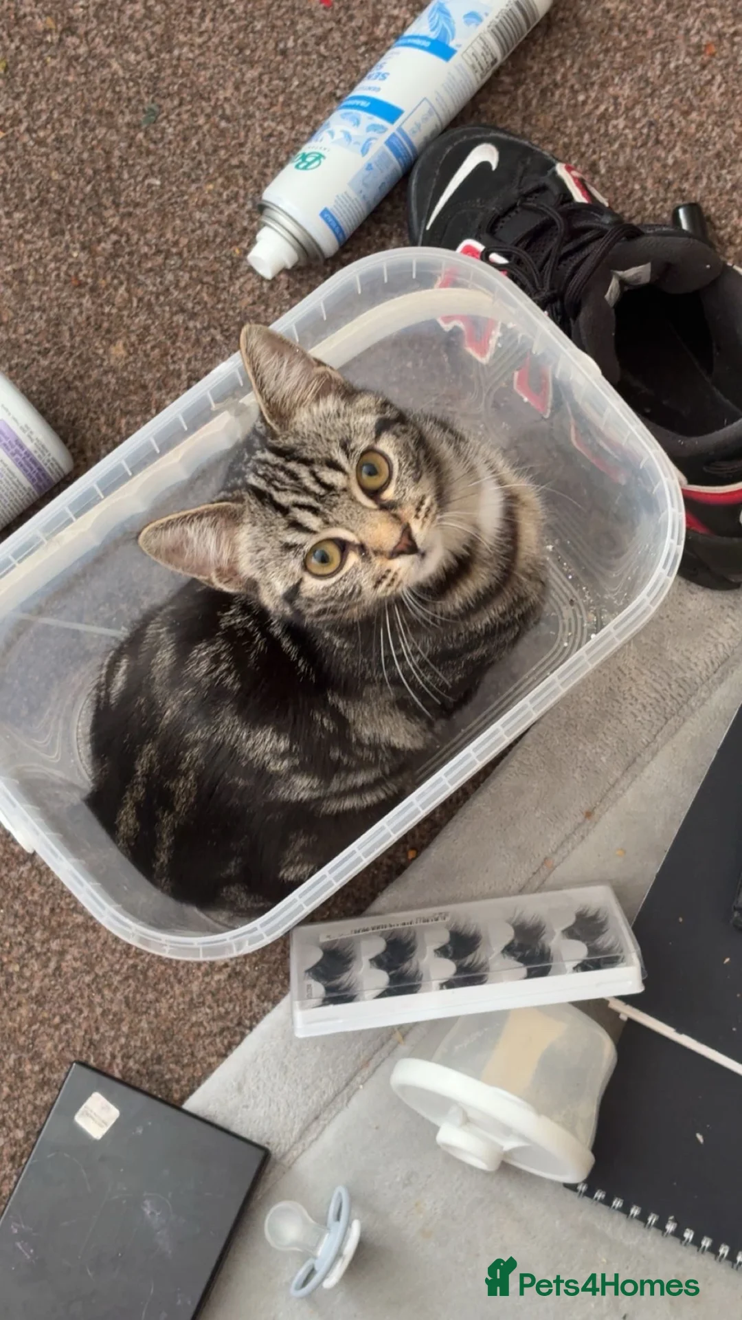 Domestic Shorthair cats for sale: Lola and nova  - Advert 2