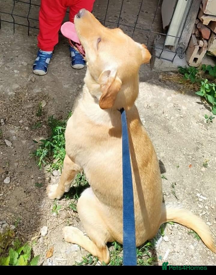 Mixed Breed dogs for adoption: Dahlia, 2-3 yrs old. Available for adoption. - Advert 1