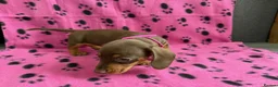 Miniature Dachshund dogs for sale: ADORABLE MINIATURE DACHSHUND PUPPIES FOR SALE  in Newport - Advert 7