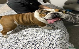 English Bulldog dogs for sale: British bulldog holly  - Image 1