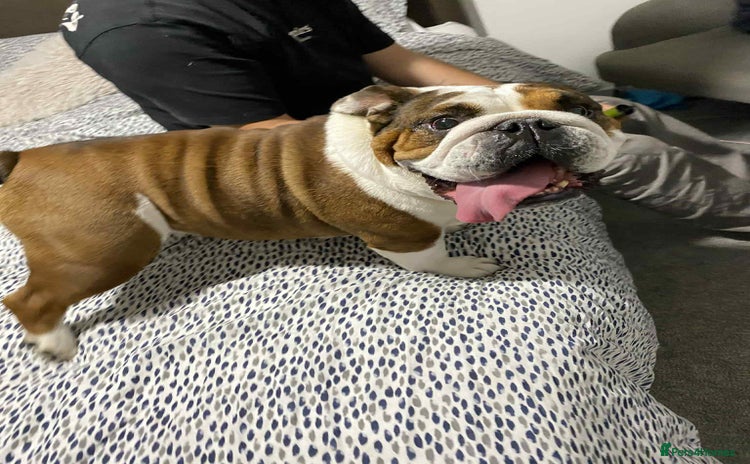 English Bulldog dogs - Advert 1