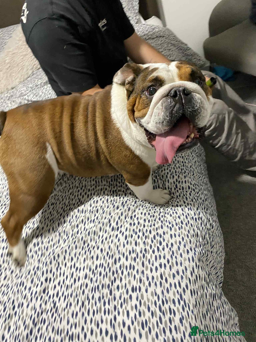 English Bulldog dogs for sale: British bulldog holly  - Image 1